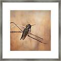 Costa's Hummingbird Out On A Limb Framed Print