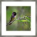 Costa's Hummingbird Framed Print