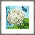 Cottage Garden White Hydrangea With Blue Butterfly Framed Print
