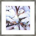 Cotton Bolls Framed Print