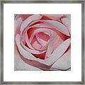 Cotton Candy Rose Framed Print