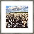 Cotton Field In South Carolina Framed Print