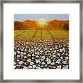 Cotton Field Sunset Framed Print