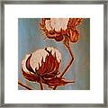 Cotton From The South Framed Print