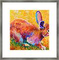 Cottontail Ii Framed Print