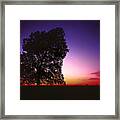 Cottonwood On The Prairie At Sunset Framed Print