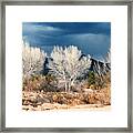 Cottonwoods In Winter Framed Print