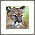 Cougar 2 Framed Print