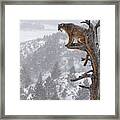 Cougar Calling In Tree Framed Print