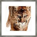 Cougar In The Snow Framed Print
