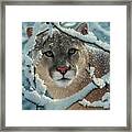 Cougar - Silelnt Encounter Framed Print