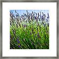 Country Lavender Ii Framed Print