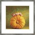 Country Pumpkin Framed Print