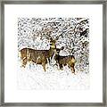 Couple Of Doe Mule Deer In Snow Framed Print