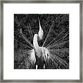 Courtship Plumes Framed Print