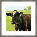 Cow 4 Framed Print