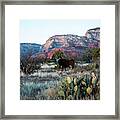 Cow At Red Rock Framed Print