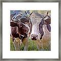 Cow Duo Framed Print