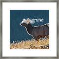 Cow Elk With Steamy Breath Framed Print