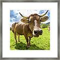 Cow In Meadow Framed Print