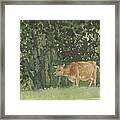 Cow In Pasture Framed Print