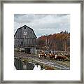 Cow Life Framed Print