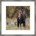 Cow Moose During Rut Framed Print