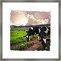 Cows At Sunset Bordered Framed Print