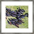 Cows From Above Framed Print