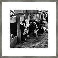 Cows In Black And White Framed Print