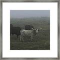 Cows In The Fog Framed Print