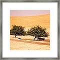 Cows In The Shadow Framed Print