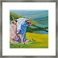 Cows Lying Down In Devon Hills Framed Print