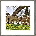 Cows Under Oak #2 Framed Print