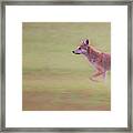 Coyote 0313 Framed Print