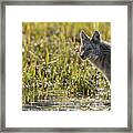 Coyote Hunting At First Light Framed Print
