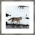 Coyote In Yellowstone National Park Framed Print