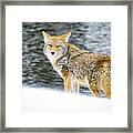 Coyote In Yellowstone Framed Print