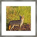 Coyote Puppy In Sunlight Framed Print