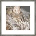Cozy Kitty Framed Print