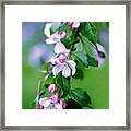 Crabapple Blossom Framed Print