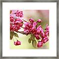 Crabapple Blossoms Framed Print
