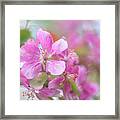 Crabapple Tree Bloom Framed Print