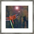 Crackerjack Dragonfly Framed Print