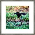 Grackle In The Morning Framed Print