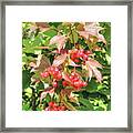 Cranberry Cluster Framed Print