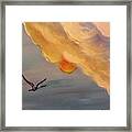 Crane In Flight During A Florida Sunset Framed Print
