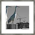 Cranes Reign Framed Print
