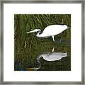 Crane's Walk Framed Print