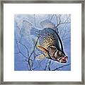 Crappie Cover Tangle Framed Print